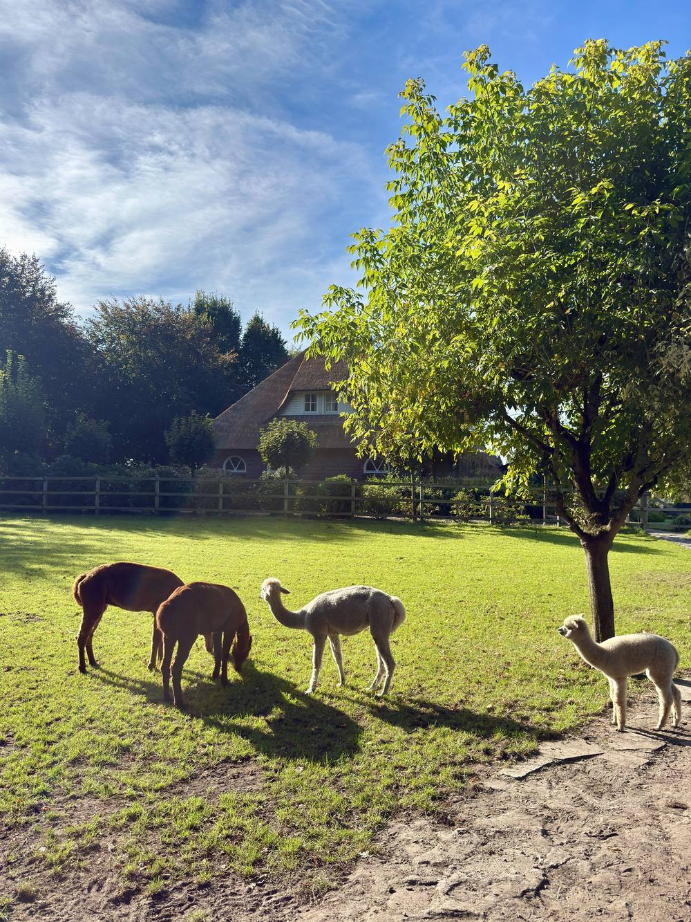 Vier alpaca's grazen in de wei voor het rieten boerderijhuis van Zorgboerderij Annabelle in Westerhoven