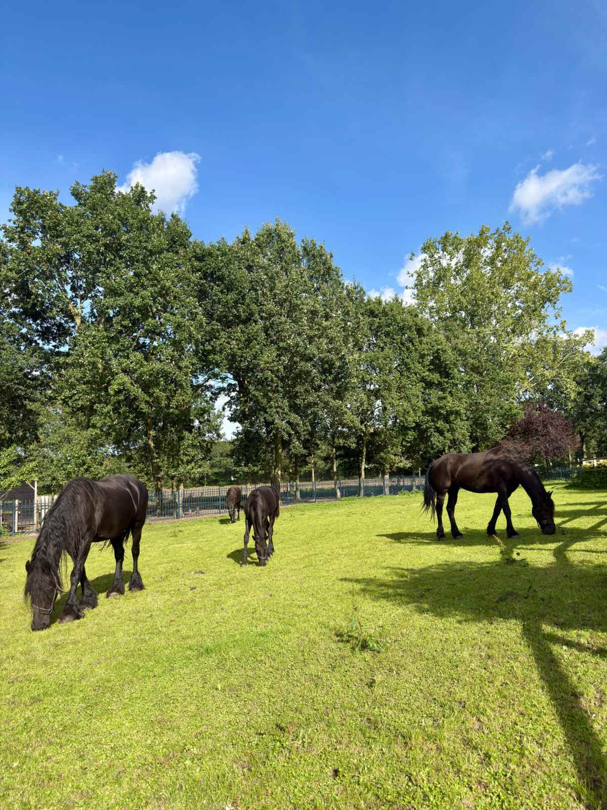 Drie Friese paarden in de wei bij Zorgboerderij Annabelle in Westerhoven