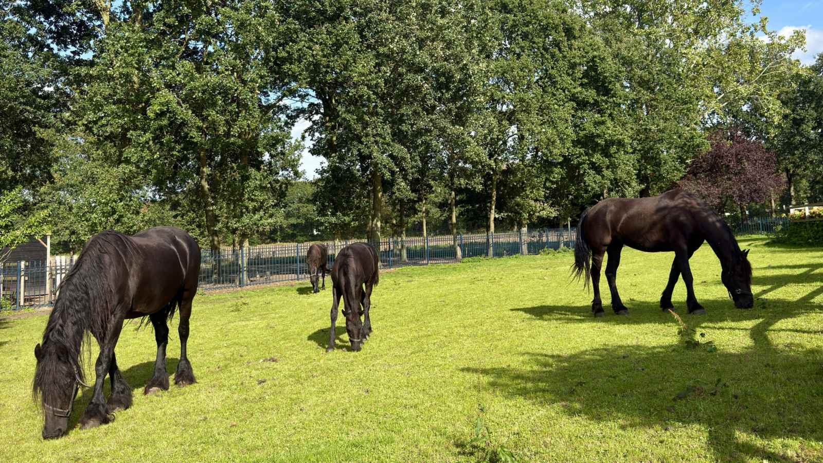 Drie Friese paarden in de wei bij Zorgboerderij Annabelle in Westerhoven