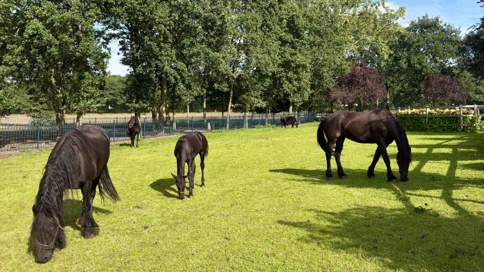 Friese paarden in de wei aan de Borkelsedijk in Westerhoven