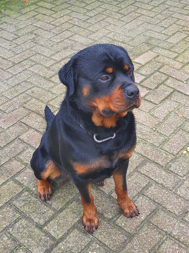Samen werken op Zorgboerderij Annabelle