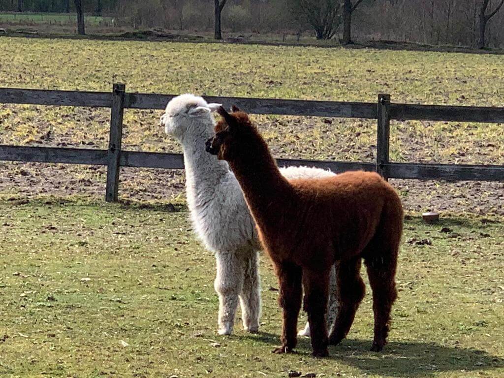 Een rustige middag op Zorgboerderij Annabelle
