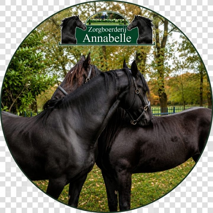 Twee Friese paarden van Zorgboerderij Annabelle in Westerhoven, kop tegen kop op de wei