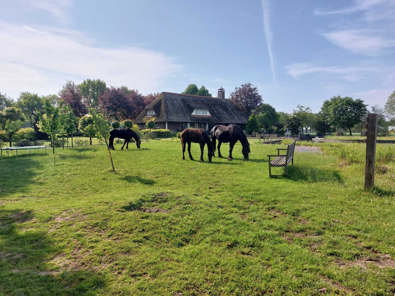 Paarden grazen op het erf voor de boerderij van Zorgboerderij Annabelle in Westerhoven