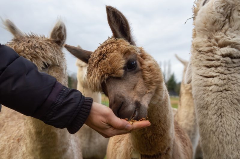 Girl feeding food from hand to an Alpaca in a farm during a cloudy day.