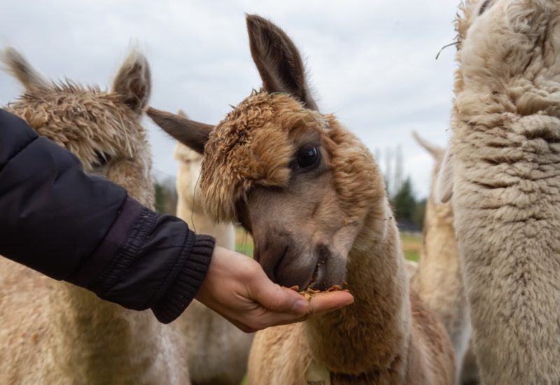 Girl feeding food from hand to an Alpaca in a farm during a cloudy day.